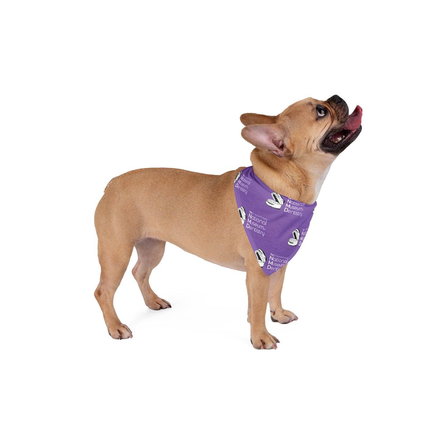 National Museum of Dentistry Pet Bandana - Lilac
